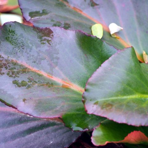B E Bergenia Cordifolia Autumn Leaves 1