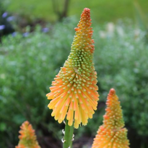 Kniphofia Lemon Popsicle