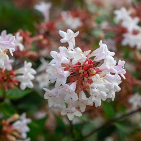 Abelia Autumn Festival Shrub Lifestyle