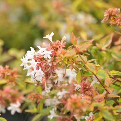 Abelia Kaleidoscope Shrub Close