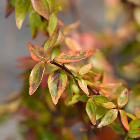 Abelia Kaleidoscope Shrub Standout