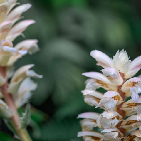 Acanthus Mollis Whitewater Perennial Close