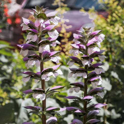 Acanthus Mornings Candle Perennial Hero