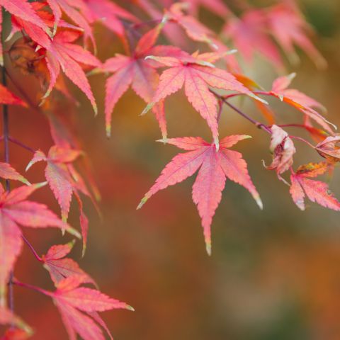 Acer Palmatum Atropurpureum Japanese Maple Leaf Close