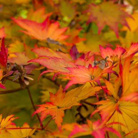 Acer Palmatum Katsura Shrub Hero