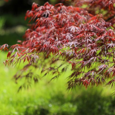Acer Palm Orange Dream Shrub Close