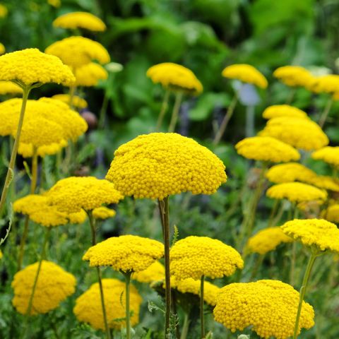 Achillea filipendulina 'Cloth of Gold' - 9cm Pot

