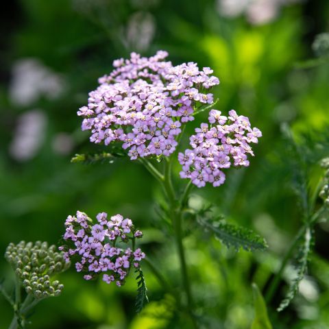 Achillea Millefolium Lilac Beauty Perennial Hero