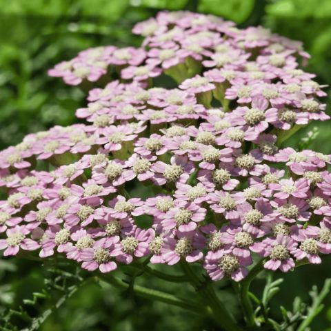 Achillea Summer Pastels Shrub Close