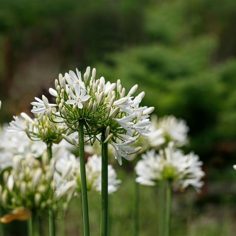 Agapanthus Africanus Albus Perennial Hero