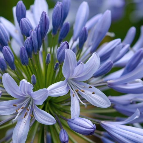 Agapanthus Africanus Perennial Close
