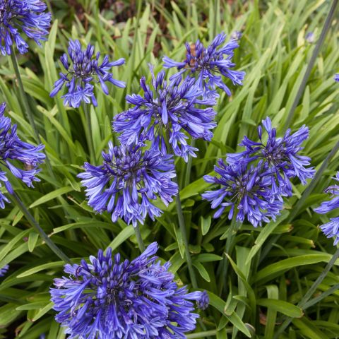 Agapanthus Black Buddhist Perennial Hero