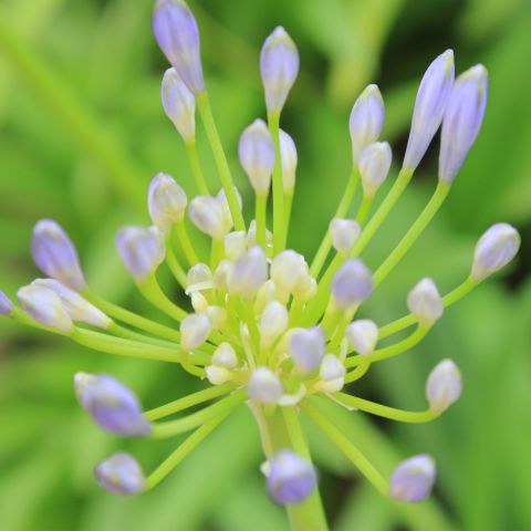 Agapanthus Fireworks Perennial Close