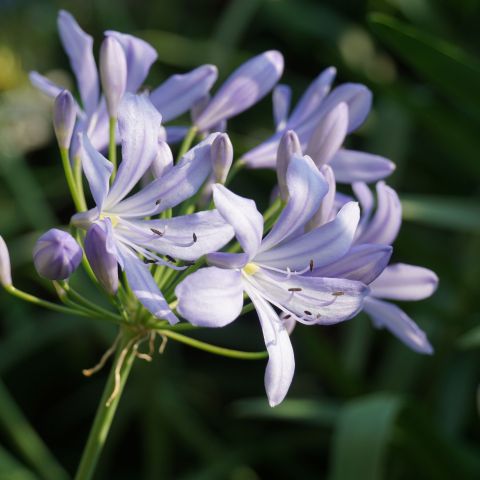 Agapanthus Peter Pan Perennial Close