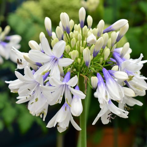 Agapanthus Queen Mum Perennial Hero