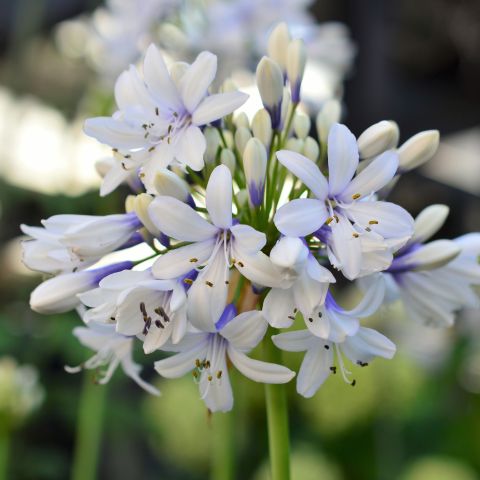 Agapanthus Twister Perennial Close