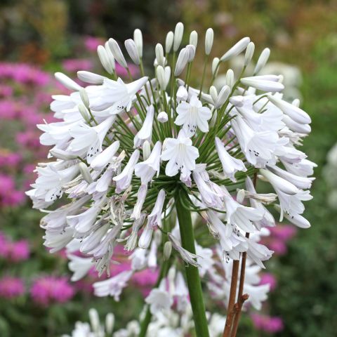 Agapanthus Windsor Grey Perennial Close