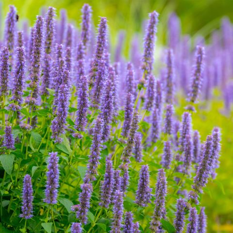 Agastache Blue Fortune Perennial Hero