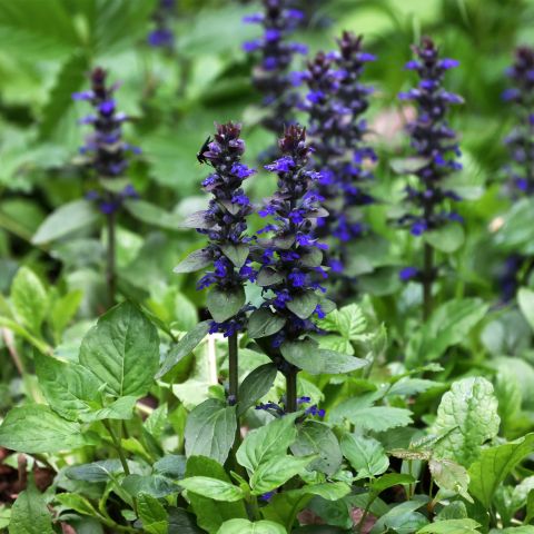 Ajuga Reptans Atropurpurea Perennial Hero