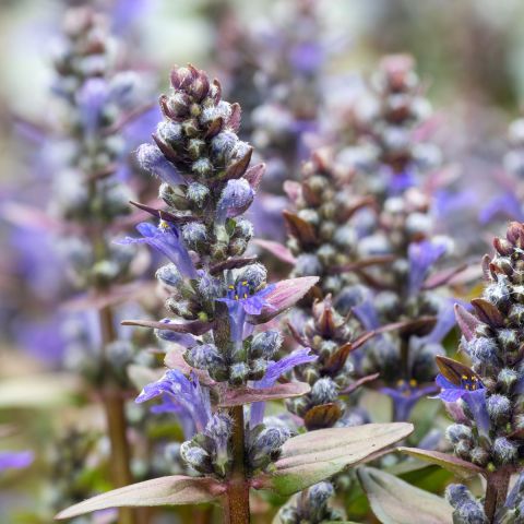 Ajuga tenorii 'Chocolate Chips'