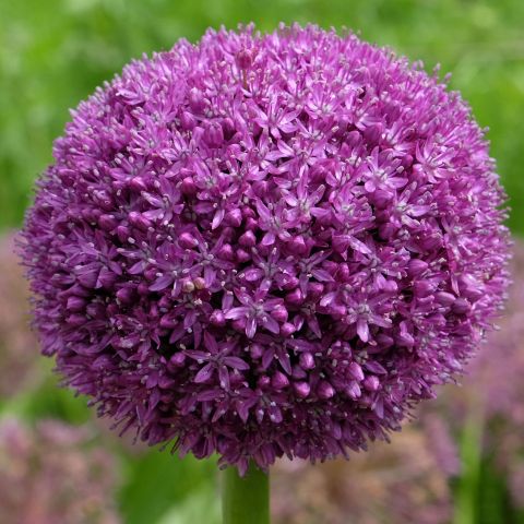 Allium Ambassador Perennial Full Close
