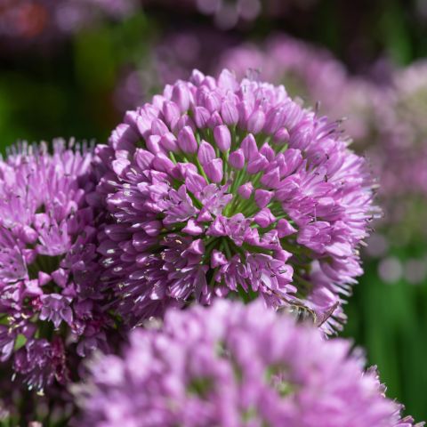 Allium Lavender Bubbles Perennial Close