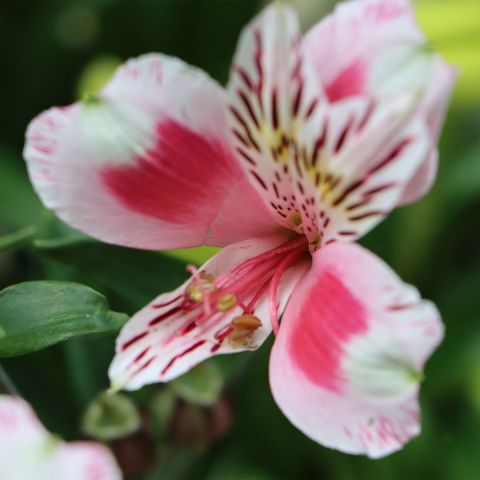 Alstroemeria 'Inca Flamingo'