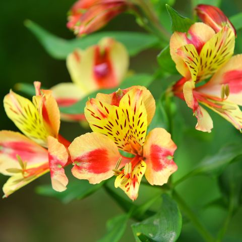 Alstroemeria Inca Husky Perennial Close