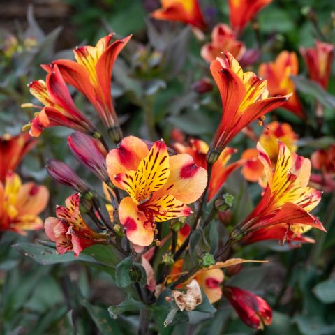 Alstroemeria S Par Indian Summer Perennial Close