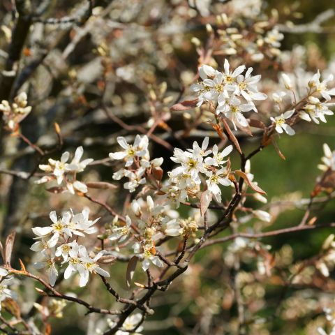 Amelanchier Lamarckii Shrub Hero