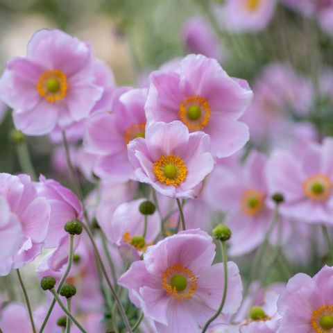 Anemone Hupehensis Praecox Perennial Hero