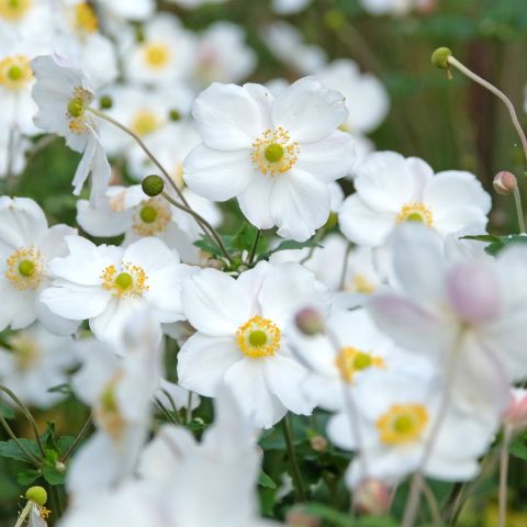 Anemone Hybrida Andrea Atkinson Perennial Hero