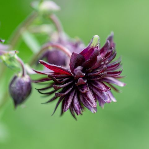 Aquilegia Vulgaris Black Barlow Perennial Hero