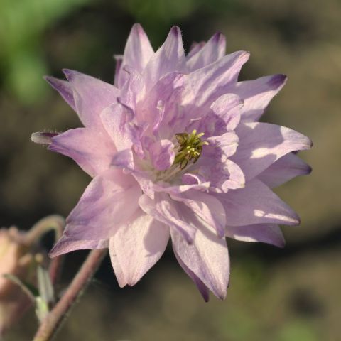 Aquilegia Vulgaris Rose Barlow Perennial Hero