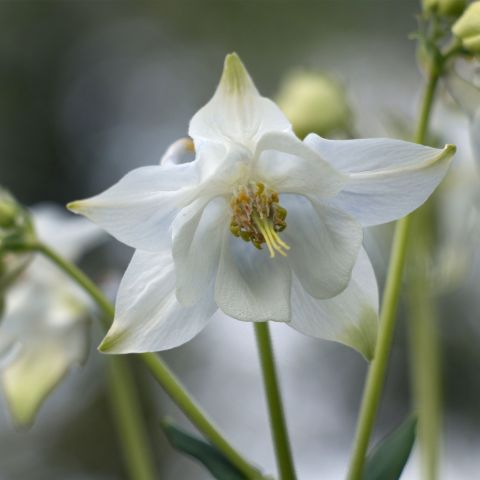 Aquilegia Vulgaris White Barlow Perennial Hero