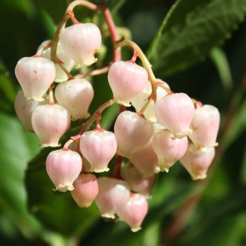 Arbutus Uendo Mercurius Shrub Close