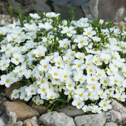 Arenaria Ronda White Perennial Hero