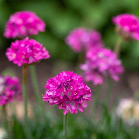 Armeria Dusseldorf Pride Perennial Hero