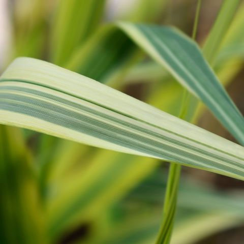 Arundo donax 'Ely' 2L