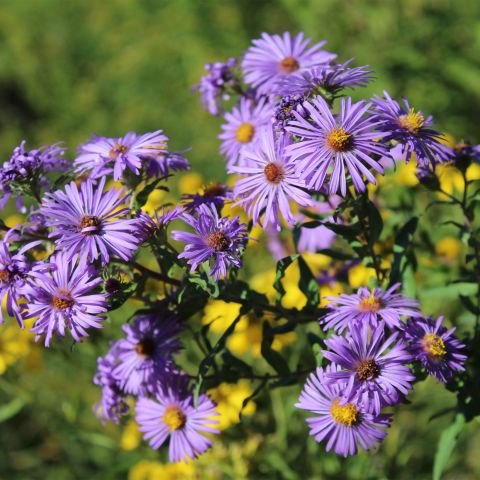 Aster Wood'S Purple Perennial Hero