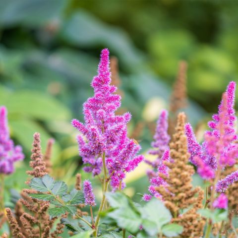 Astilbe chinensis 'Purpurkerze' hero
