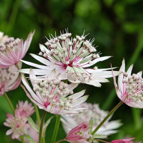 Astrantia Buckland Perennial Hero