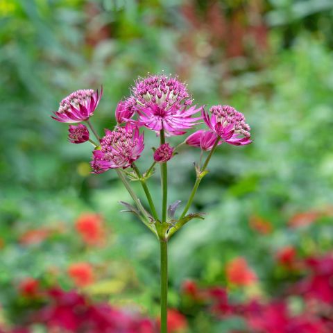 Astrantia major 'Roma' hero