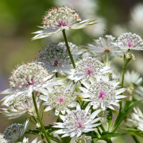 Astrantia Major Florence Perennial Hero
