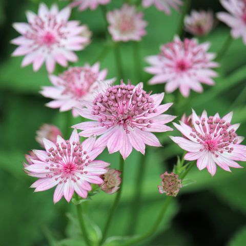 Astrantia Major Pink Pride Perennial Hero