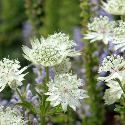 Astrantia Star Of Billion Perennial Hero