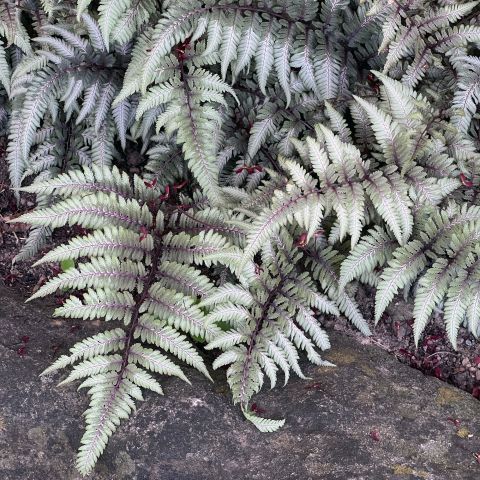 Athyrium Niponicum Pictum Fern Hero