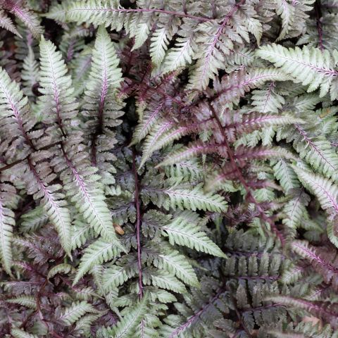 Athyrium Niponicum Red Beauty Fern Hero