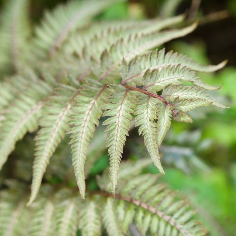 Athyrium Otophorum Okanum Fern Hero