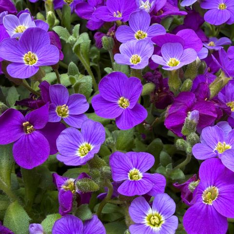 Aubrieta Hamburger Stadtpark Perennial Hero